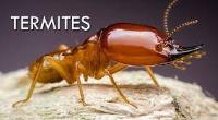 Termite Control Brisbane image 15